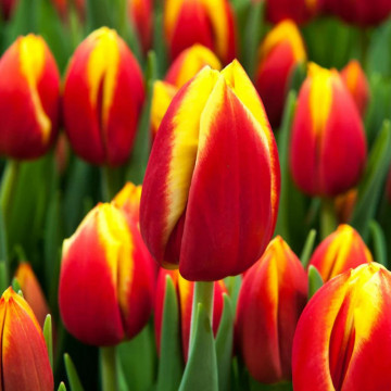 Lalele Dow Jones (Tulips Dow Jones), bulbi lalele, flori galben, rosu - Img 3