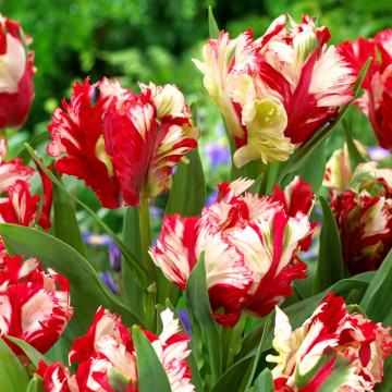 Lalele Estella Rijnveld (Tulips Estella Rinjnveld), bulbi lalele, flori alb, rosu - Img 2
