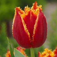 Lalele Fabio (Tulips Fabio), bulbi lalele, flori rosu