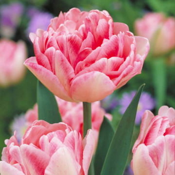 Lalele Foxtrot (Tulips Foxtrot), bulbi lalele, flori roz