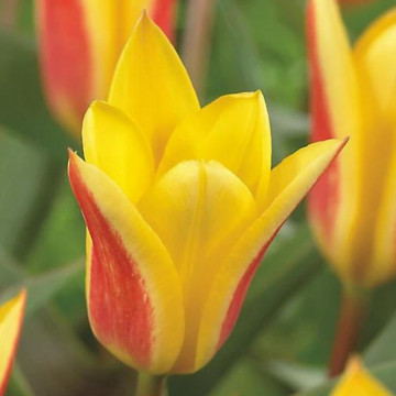 Lalele Giuseppe Verdi (Tulips Giuseppe Verdi), bulbi lalele, flori galben, rosu - Img 2