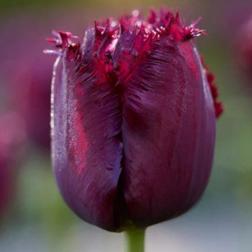Lalele Gorilla (Tulips Gorilla), bulbi lalele, flori mov - Img 2