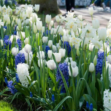 Lalele Hakuun (Tulips Hakuun), bulbi lalele, flori alb - Img 3
