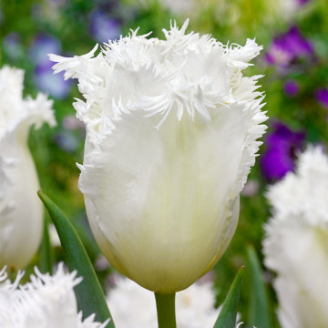Lalele Honeymoon (Tulips Honeymoon), bulbi lalele, flori alb - Img 2
