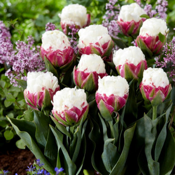 Lalele Ice Cream (Tulips Ice Cream), bulbi lalele, flori alb, rosu - Img 3