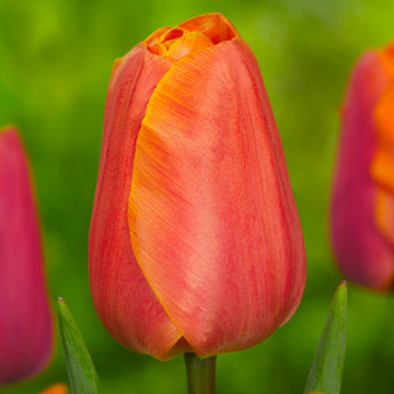 Lalele Jimmy (Tulips Jimmy), bulbi lalele, flori portocaliu