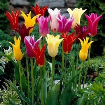Lalele Lily Flowering Mix (Tulips Lily Flowering Mixed)