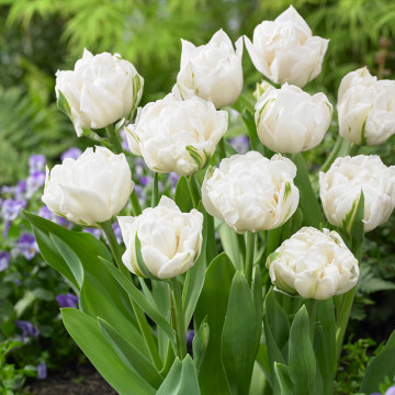 Lalele Mount tacoma (Tulips Mount tacoma), bulbi lalele, flori alb - Img 4