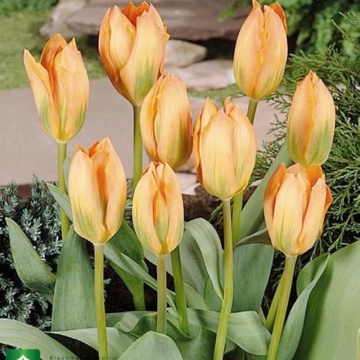 Lalele Orange Breeze (Tulips Orange Breeze)