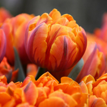 Lalele Orange Princess (Tulips Orange Princess), bulbi lalele, flori portocaliu