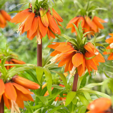 Lalele regale portocalii (Fritillaria Aurora imperialis), bulbi lalele, flori portocaliu - Img 3