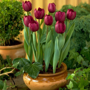 Lalele Ronaldo (Tulips Ronaldo), bulbi lalele, flori rosu - Img 4