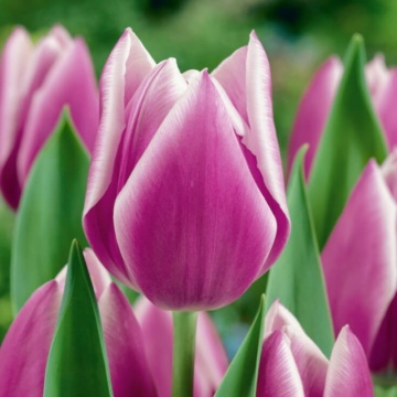 Lalele Synaeda Blue (Tulips Synaeda Blue), bulbi lalele, flori alb, rosu