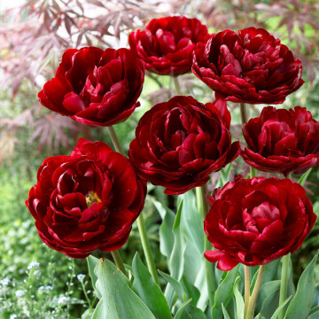 Lalele Uncle Tom (Tulips Uncle Tom), bulbi lalele, flori mov - Img 3