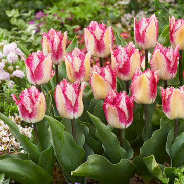 Lalele Yasmine (Tulips Yasmine), bulbi lalele, flori alb, mov - Img 2