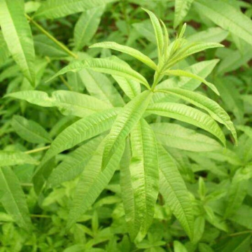 Lamaita (Lippia citriodora Limoncello), planta perena, planta aromatica