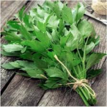 Leustean (Levisticum officinale), planta perena, planta aromatica