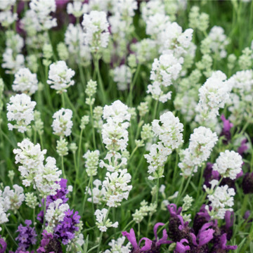 Levantica alba (Lavandula ang. Arctic snow), vesnic verde, planta ornamentala, planta melifera - Img 3