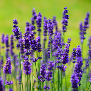 Levantica Dwarf Blue ( Lavandula Dwarf Blue), vesnic verde, planta ornamentala, planta parfumata - Img 2