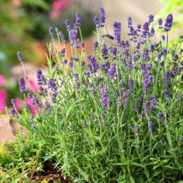 Levantica, lavanda (Lavandula ang. Ardeche Blue), vesnic verde, planta perena, planta aromatica