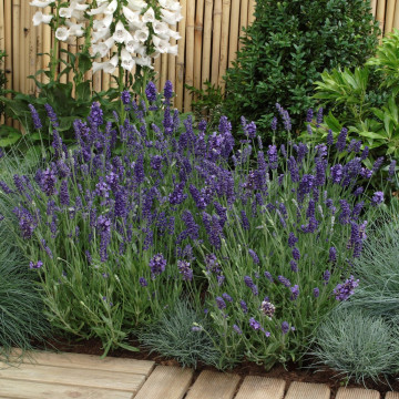 Levantica (Lavandula ang. Elegance Purple)