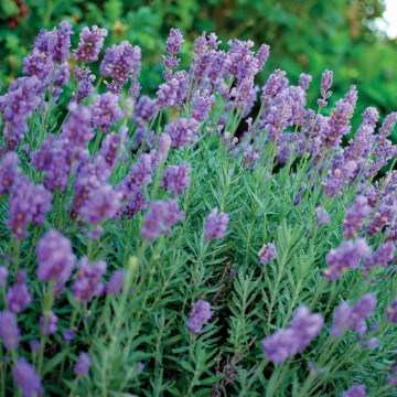 Levantica (Lavandula int Phenomenal), vesnic verde, planta perena, planta melifera