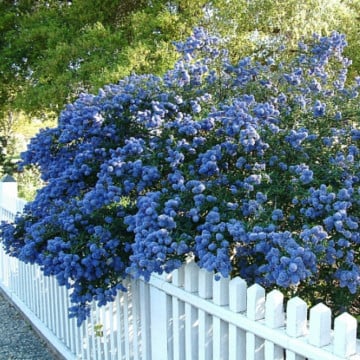 Liliac californian (Ceanothus 'Concha') - Img 2