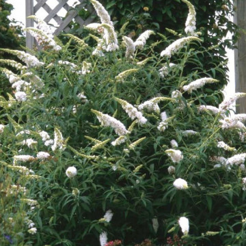 Liliac de vara alb (Buddleja dav. White Profusion) ghiveci 3l, planta gard viu, arbust ornamental, planta melifera - Img 4