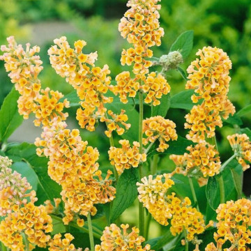 Liliac de vara galben (Buddleja weyeriana Sungold), planta gard viu, planta perena, planta melifera