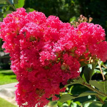 Liliac indian (Lagerstroemia ind. 'Coccinea ) ghiveci 2 l - Img 2