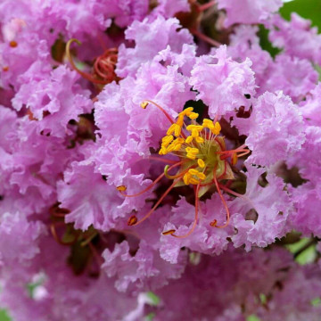 Liliac indian (Lagerstroemia ind Petite orchid), arbust ornamental, flori roz - Img 2