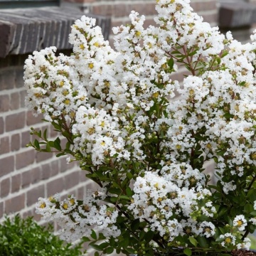 Liliac indian (Lagerstroemia ind. With Love Virgin) - Img 2