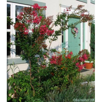 Liliac indian rubra (Lagerstroemia ind Rubra), arbust ornamental, flori rosu - Img 3