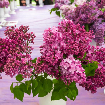 Liliac roz (Syringa vulgaris Esther Staley), arbust ornamental, planta melifera, planta parfumata - Img 2
