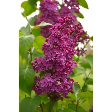 Liliac (Syringa v. Congo), arbust ornamental, planta parfumata, flori mov - Img 2
