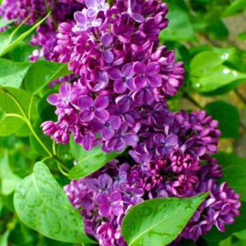 Liliac (Syringa v. Znamya lenina), arbust ornamental, planta parfumata, flori mov - Img 2