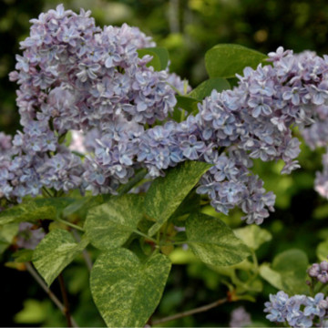 Liliac vărgat (Syringa vulgaris aucubaefolia), planta gard viu, arbust ornamental, planta parfumata - Img 2