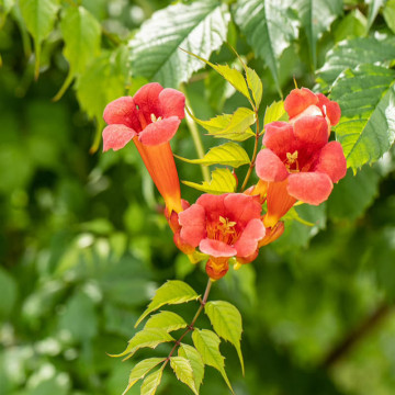 Luleaua/pipa turcului rosie (Campsis Flamenco), planta gard viu, planta cataratoare - Img 2