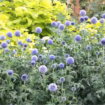 Maciuca ciobanului (Echinops bannaticus Blue Globe) - Img 3