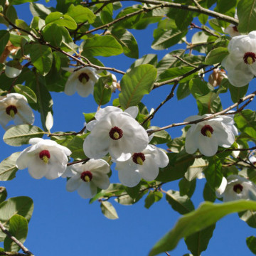 Magnolia (Magnolia sieboldii), planta ornamentala, planta parfumata, flori alb, crem - Img 2