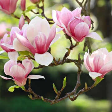 Magnolia roz (Magnolia soulangeana) 40-60 cm, arbore ornamental, planta parfumata, flori roz