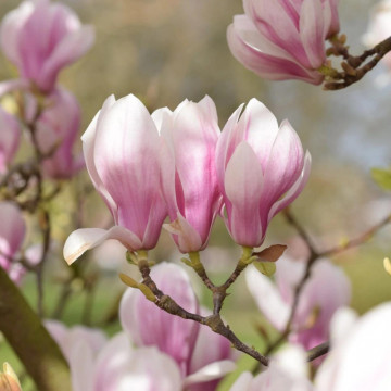 Magnolia roz (Magnolia soulangeana), arbore ornamental, flori roz