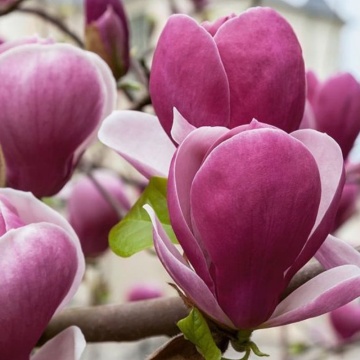 Magnolia rustica rubra (Magnolia sou. Rustica Rubra) 50-80 cm - Img 2