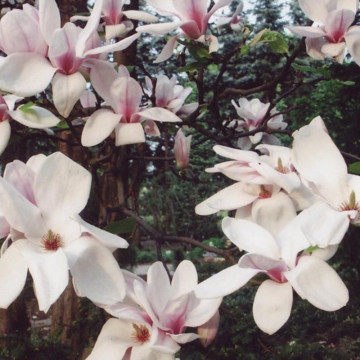 Magnolia Speciosa (Magnolia sou. Speciosa), planta ornamentala, flori alb, roz - Img 3