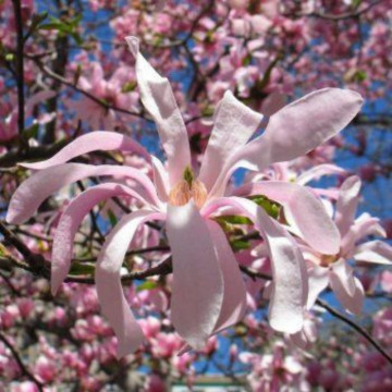 Magnolia stelata roz (Magnolia stellata Rosea), arbust ornamental, planta parfumata, flori roz - Img 2