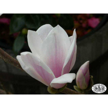 Magnolia superba (Magnolia sou. Superba), planta ornamentala, flori alb, roz - Img 2