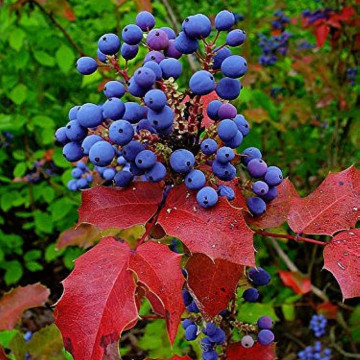 Mahonie (Mahonia aquifolium), vesnic verde, arbust ornamental, planta melifera - Img 3
