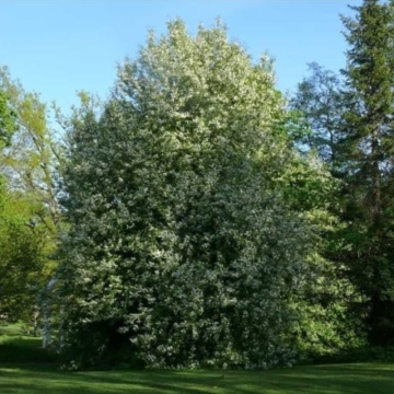 Malin (Prunus padus), pom fructifer, flori alb - Img 3