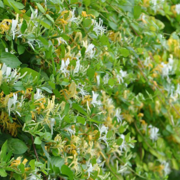 Mana Maicii Domnului (Lonicera japonica Halliana), planta gard viu, vesnic verde, gradina japoneza - Img 4