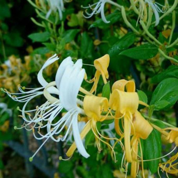 Mana Maicii Domnului (Lonicera japonica Halls prolific), planta gard viu, vesnic verde, gradina japoneza - Img 3